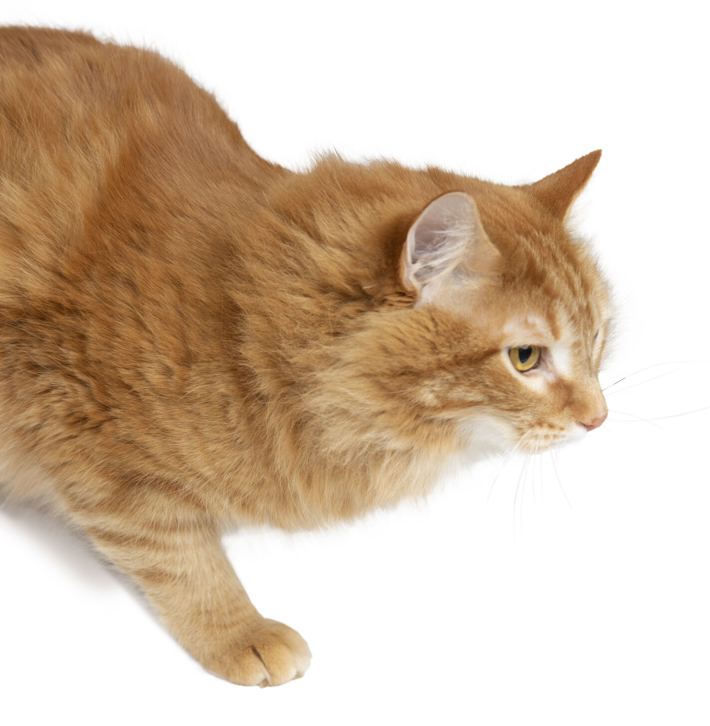 2021.03.25_Dierbeck_FE_Pets_HAWS-Final_4.1.jpg